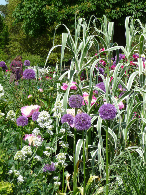 Allium 'Globemaster' et pivoines, Parc floral de Paris, Paris 12e (75)