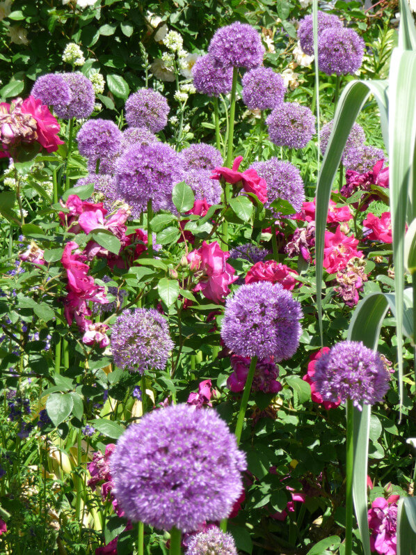 Allium 'Globemaster' et rose, Parc floral de Paris, Paris 12e (75)