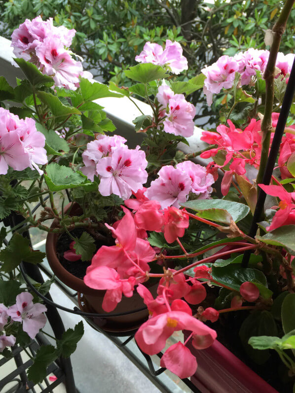 Pelargoniums et bégonia 'Dragon Wing', balcon parisien fleuri chez Eveline D., Paris 14e (75)