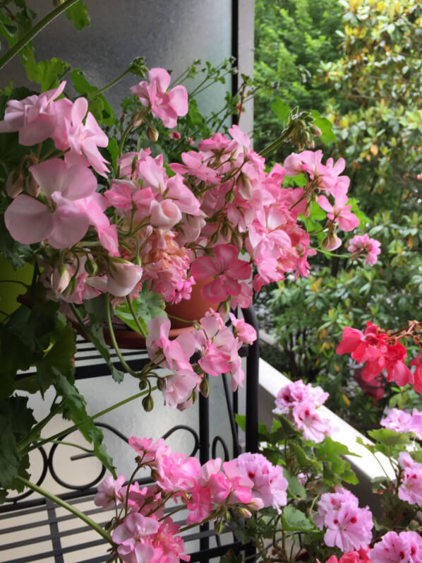 Pelargoniums, balcon parisien fleuri chez Eveline D., Paris 14e (75)