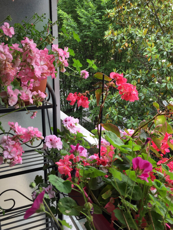 Pelargoniums et bégonia 'Dragon Wing', balcon parisien fleuri chez Eveline D., Paris 14e (75)