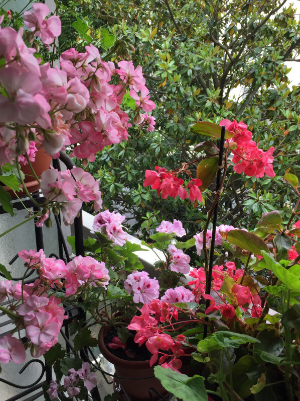 Pelargoniums et bégonia 'Dragon Wing', balcon parisien fleuri chez Eveline D., Paris 14e (75)