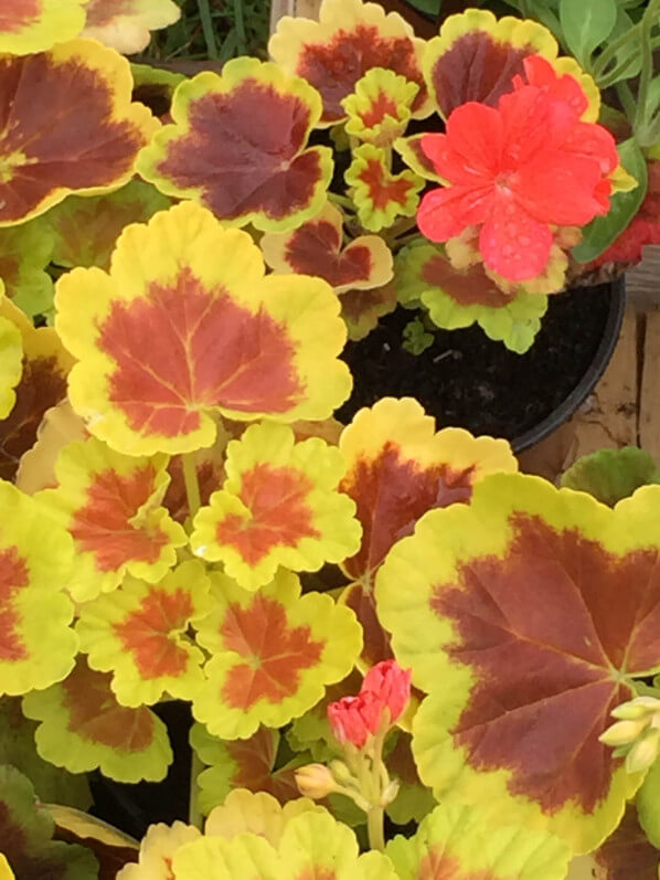 Geranium (Pelargonium) 'Occold Shield', Plantes Plaisirs Passions dans le château de la Roche-Guyon (95)