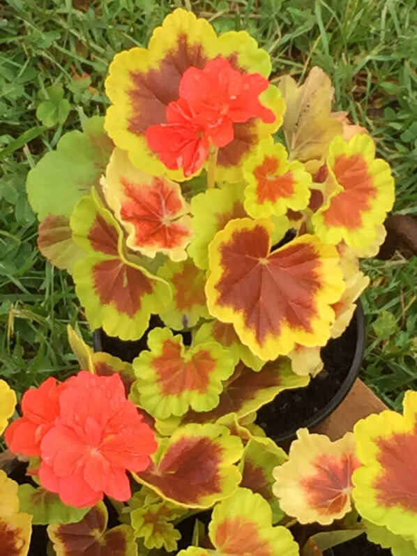 Geranium (Pelargonium) 'Occold Shield', Plantes Plaisirs Passions dans le château de la Roche-Guyon (95)