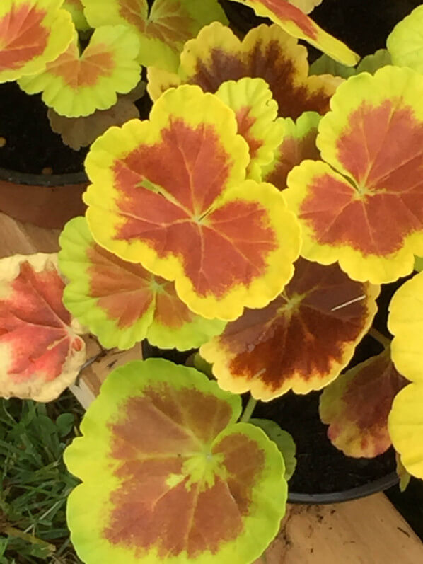 Geranium (Pelargonium) 'Occold Shield', Plantes Plaisirs Passions dans le château de la Roche-Guyon (95)