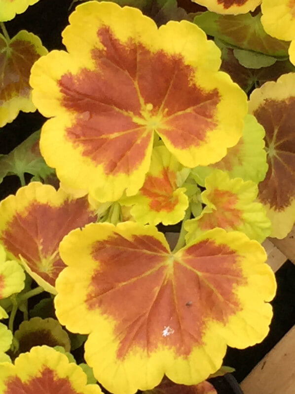 Geranium (Pelargonium) 'Occold Shield', Plantes Plaisirs Passions dans le château de la Roche-Guyon (95)