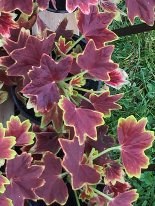 Pelargonium 'Vancouver Centennial', Plantes Plaisirs Passions dans le château de la Roche-Guyon (95)