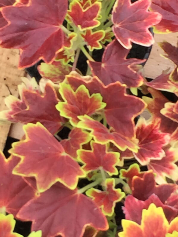 Pelargonium 'Vancouver Centennial', Plantes Plaisirs Passions dans le château de la Roche-Guyon (95)