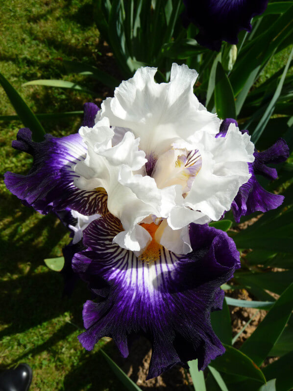 Iris n°79, iris 'Barbe Noire', Franciris 2015, Parc floral de Paris, Paris 12e (75)