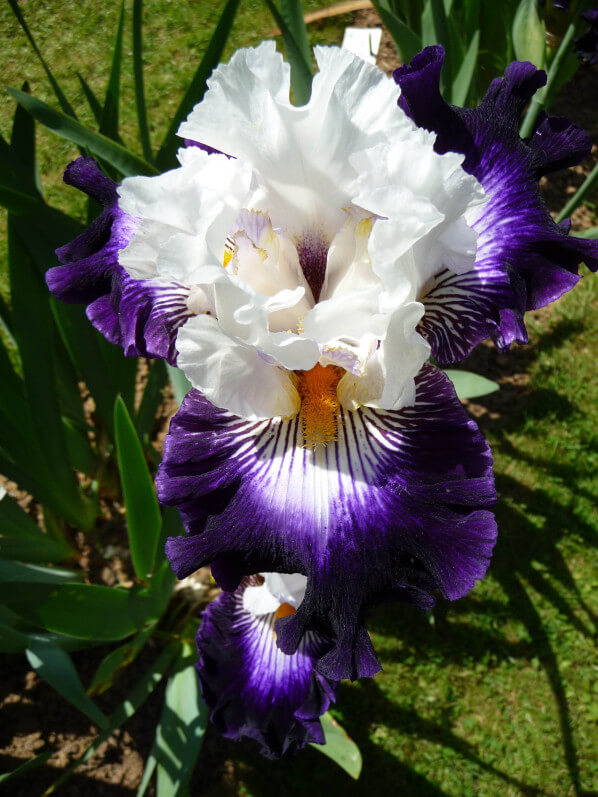 Iris n°79, iris 'Barbe Noire', Franciris 2015, Parc floral de Paris, Paris 12e (75)