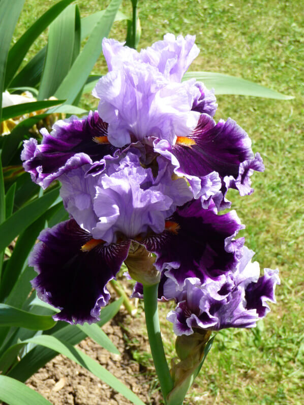 Iris n°35, Franciris 2015, Parc floral de Paris, Paris 12e (75)