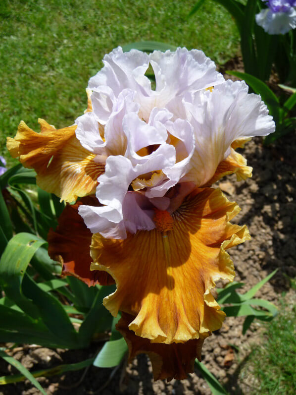 Iris n°70, Franciris 2015, Parc floral de Paris, Paris 12e (75)