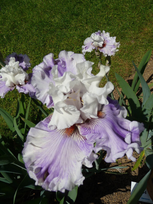 Iris n°94, Franciris 2015, Parc floral de Paris, Paris 12e (75)