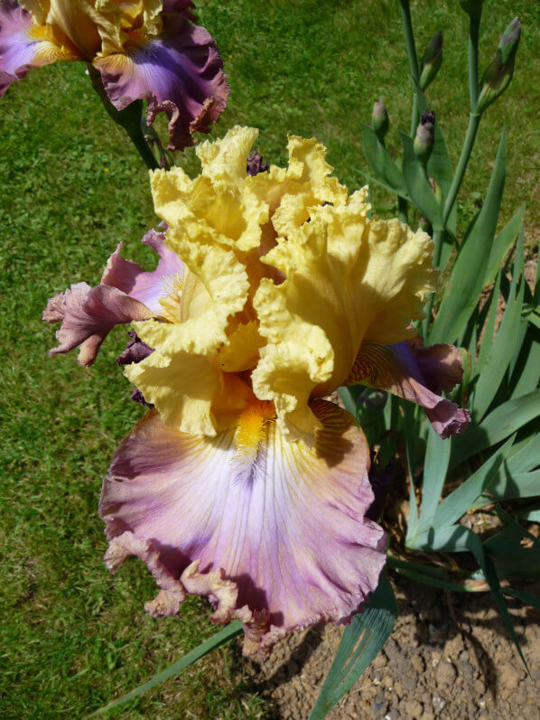 Iris n°61, Franciris 2015, Parc floral de Paris, Paris 12e (75)