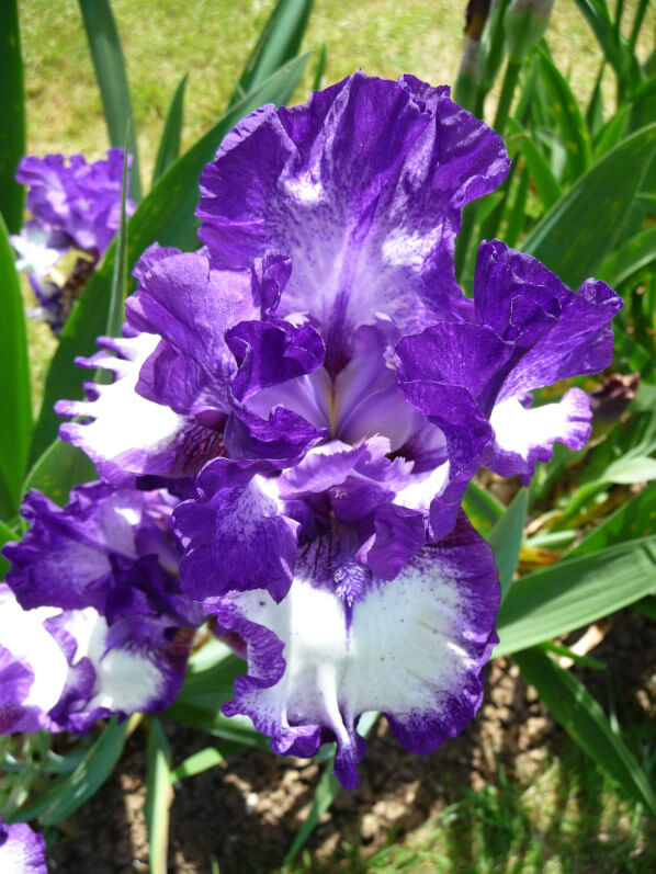 Iris n°112, Franciris 2015, Parc floral de Paris, Paris 12e (75)