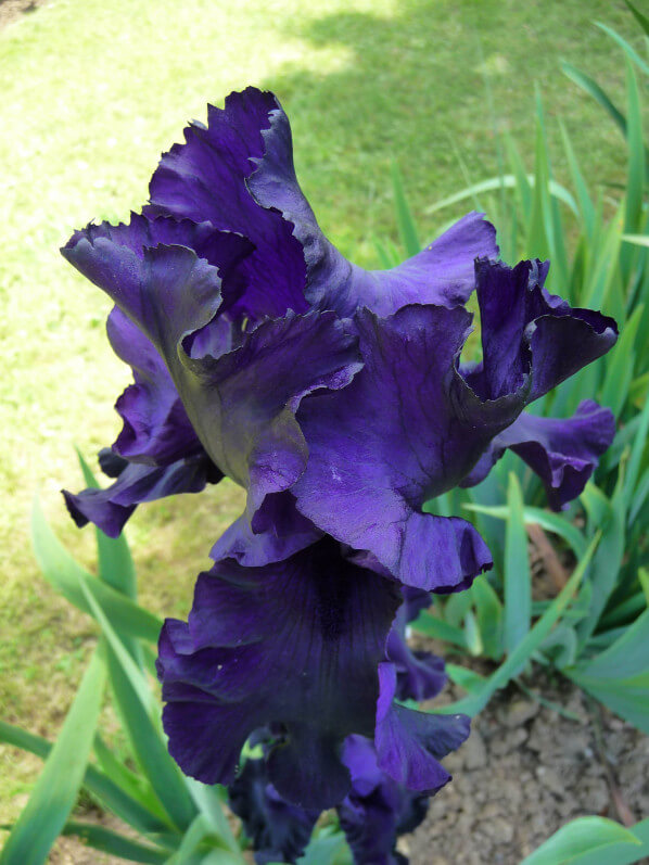 Iris n°109, Franciris 2015, Parc floral de Paris, Paris 12e (75)