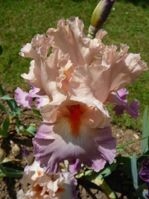 Iris n°17, Franciris 2015, Parc floral de Paris, Paris 12e (75)