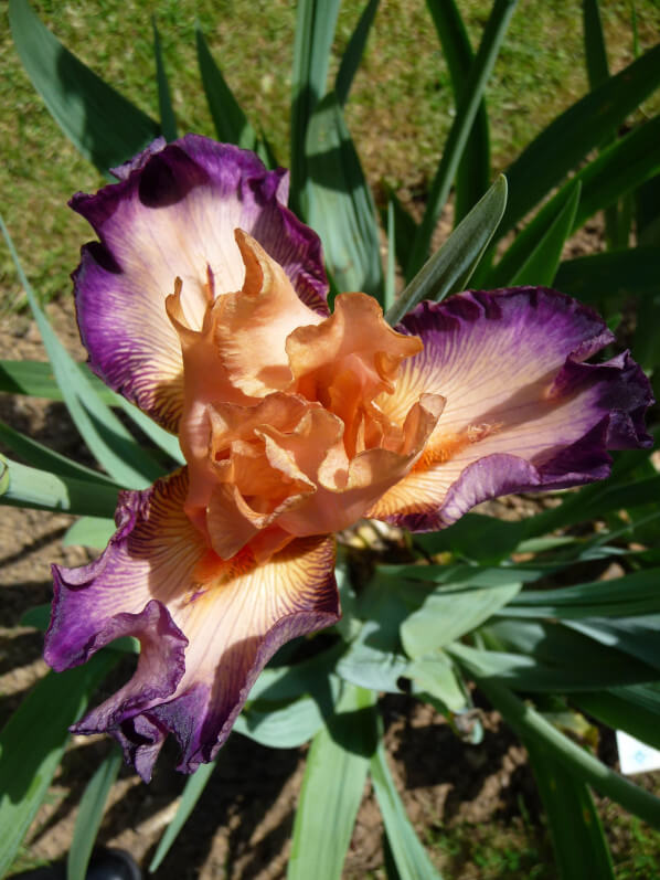 Iris n°18, Franciris 2015, Parc floral de Paris, Paris 12e (75)
