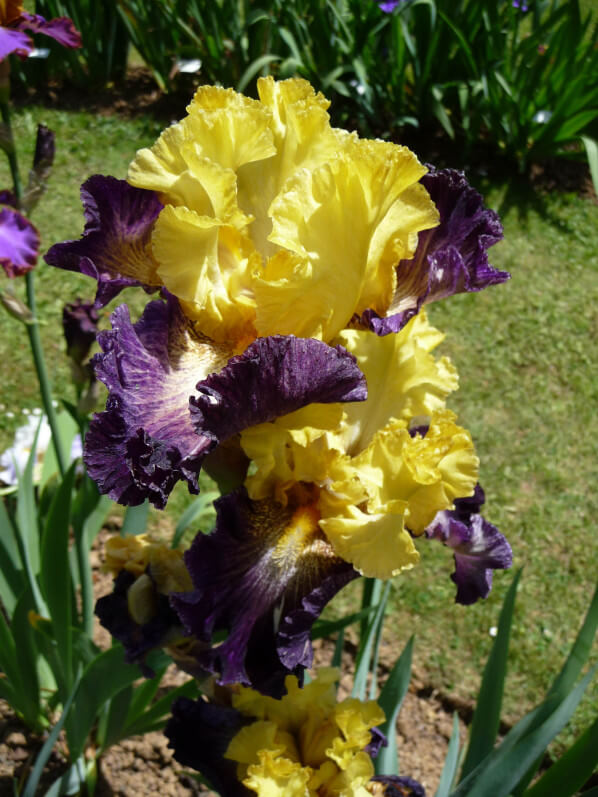 Iris n°3, Franciris 2015, Parc floral de Paris, Paris 12e (75)