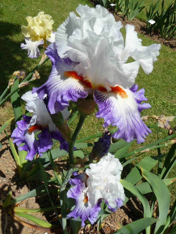 Iris n°104, Franciris 2015, Parc floral de Paris, Paris 12e (75)