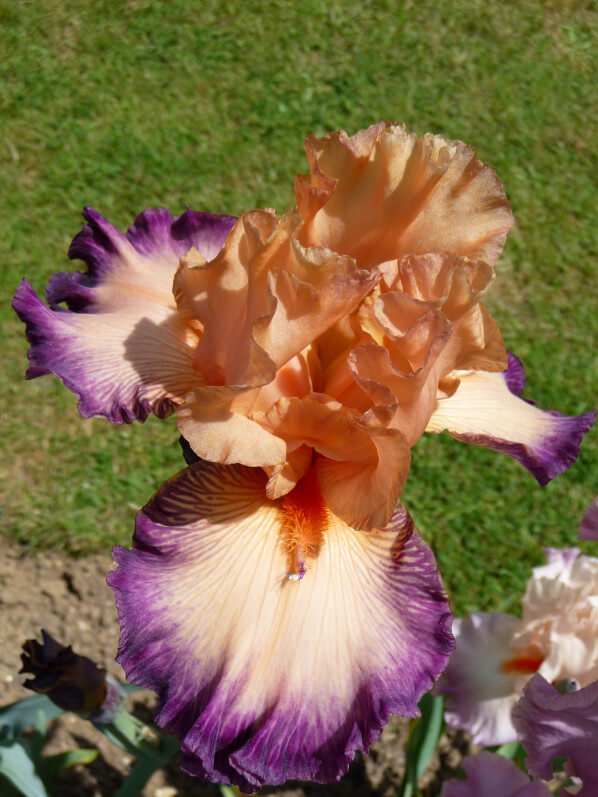 Iris n°18, Franciris 2015, Parc floral de Paris, Paris 12e (75)