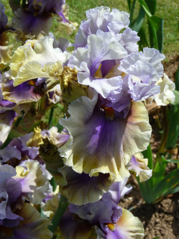 Iris n°16, Franciris 2015, Parc floral de Paris, Paris 12e (75)