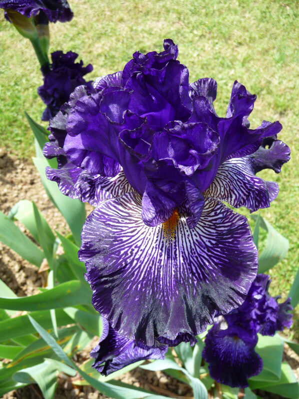 Iris n°14, Franciris 2015, Parc floral de Paris, Paris 12e (75)