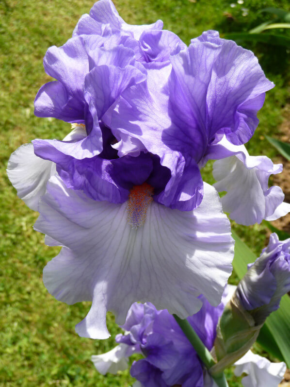 Iris n°49, Franciris 2015, Parc floral de Paris, Paris 12e (75)