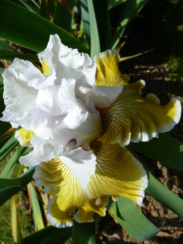 Iris n°38, Franciris 2015, Parc floral de Paris, Paris 12e (75)