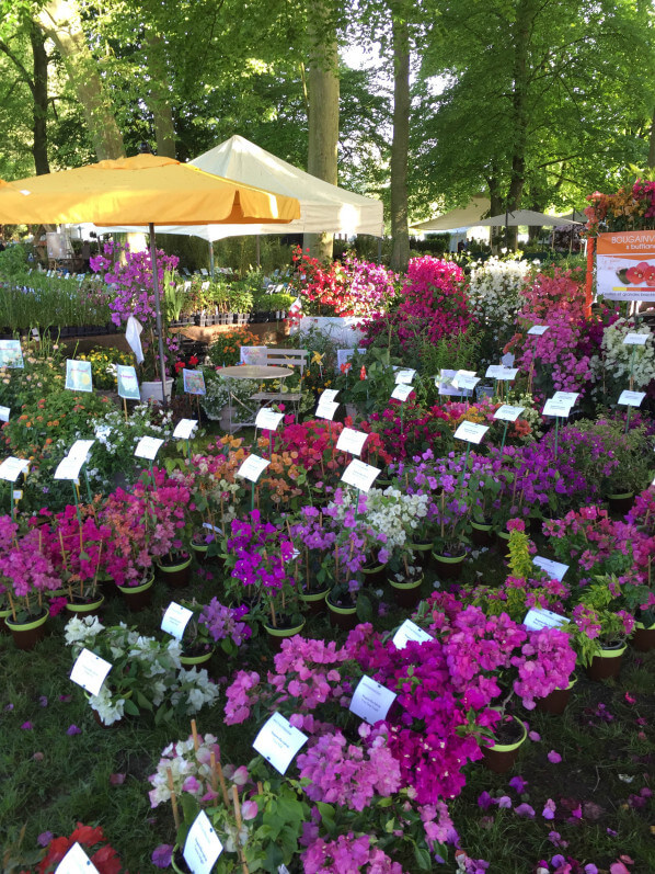 Collection de bougainvillées, Le Cannebeth, Journées des Plantes, Domaine de Chantilly, Chantilly (60)