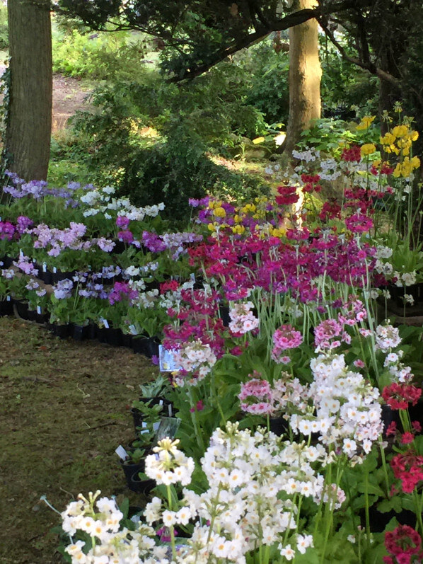 Journées des Plantes, Domaine de Chantilly, Chantilly (60)