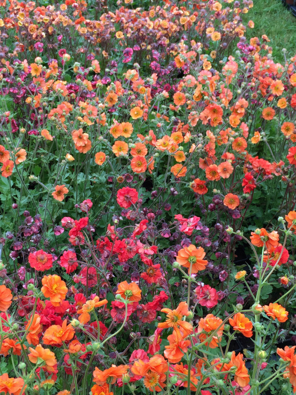 Benoites (Geum), Meers Vaste Planterkwekerij, Journées des Plantes, Domaine de Chantilly, Chantilly (60), 15 mai 2015, photo Alain Delavie