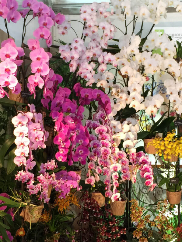 Phalaenopsis (orchidées), Vacherot et Lecoufle, Journées des Plantes, Domaine de Chantilly, Chantilly (60), 15 mai 2015, photo Alain Delavie