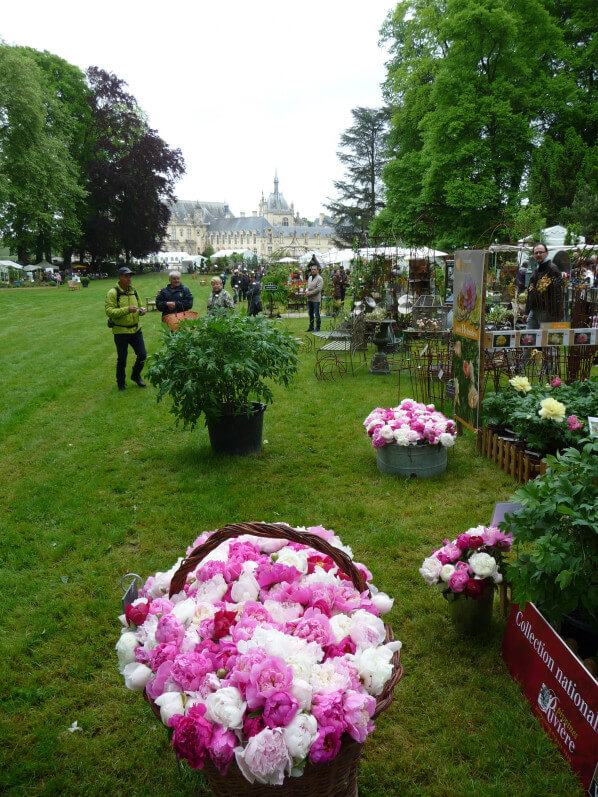 Panier et bacs de fleurs coupées de pivoines, Pivoines Rivière, Journées des Plantes, Domaine de Chantilly, Chantilly (60)