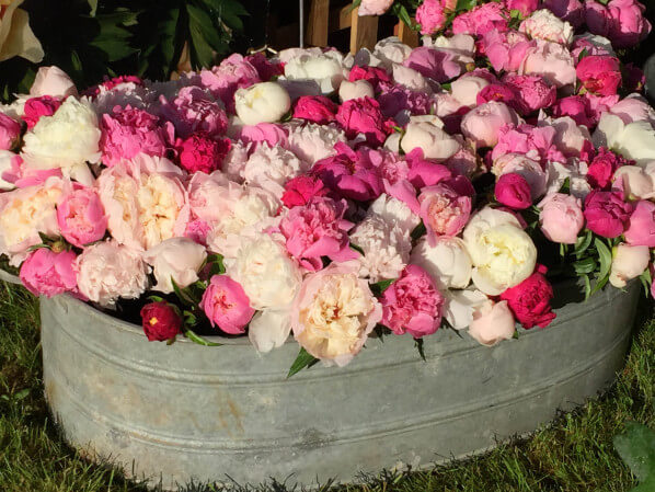 Bac de fleurs coupées de pivoines, Pivoines Rivière, Journées des Plantes, Domaine de Chantilly, Chantilly (60)