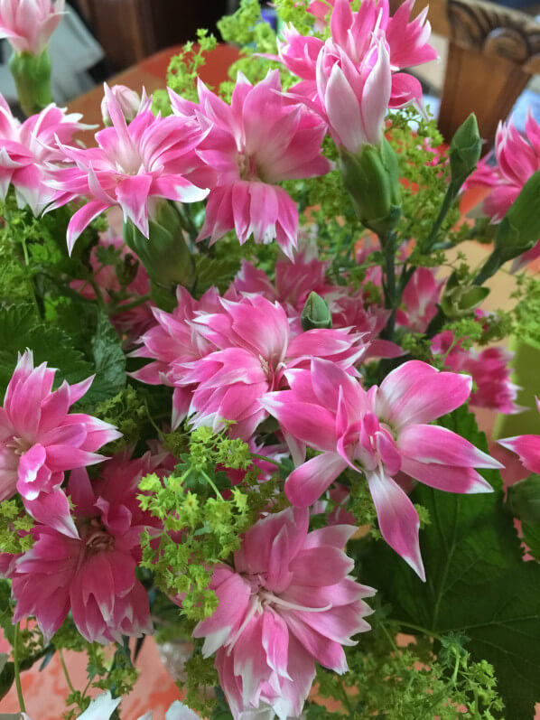 Bouquet d'oeillets et d'alchémille, fleuriste Natur'elle, 87 rue du Ranelagh, 75016 Paris, Paris 19e (75)