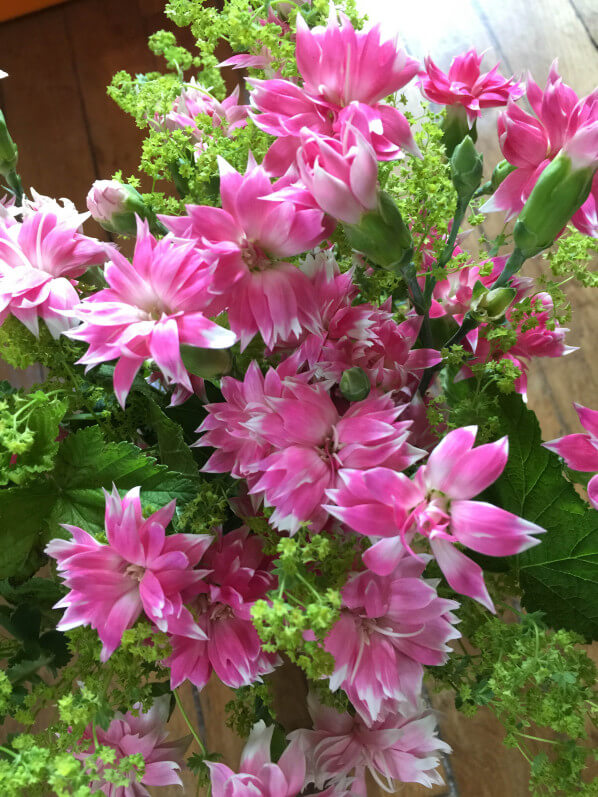 Bouquet d'oeillets et d'alchémille, fleuriste Natur'elle, 87 rue du Ranelagh, 75016 Paris, Paris 19e (75)