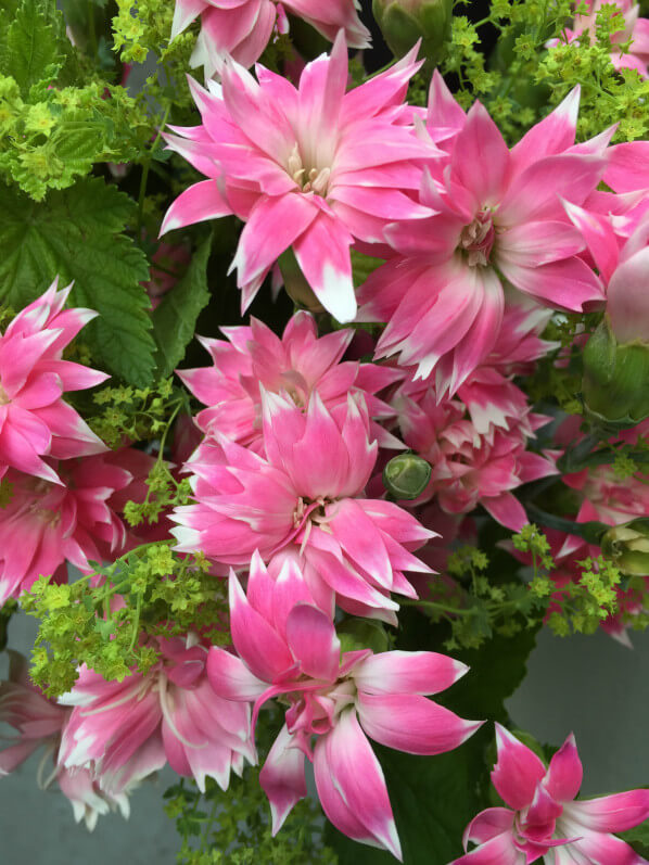 Bouquet d'oeillets et d'alchémille, fleuriste Natur'elle, 87 rue du Ranelagh, 75016 Paris, Paris 19e (75)