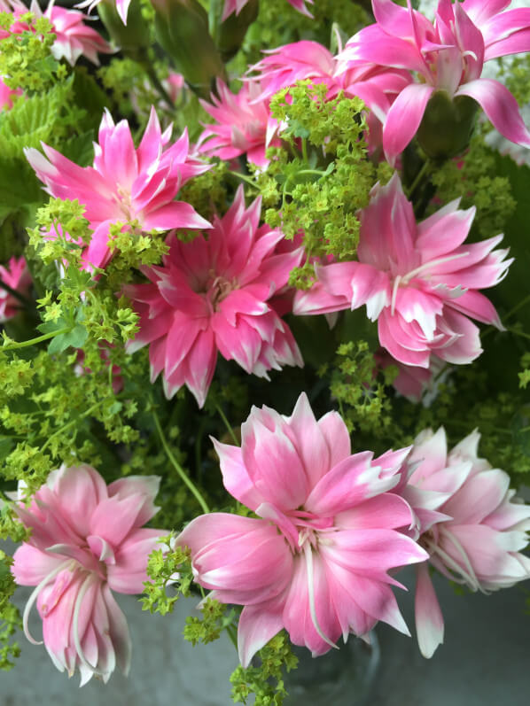 Bouquet d'oeillets et d'alchémille, fleuriste Natur'elle, 87 rue du Ranelagh, 75016 Paris, Paris 19e (75)