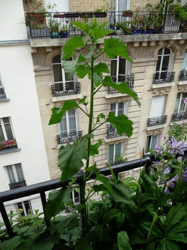 Alcathea suffrutescens 'Parkfrieden' sur mon balcon en fin de printemps, Paris 19e (75)