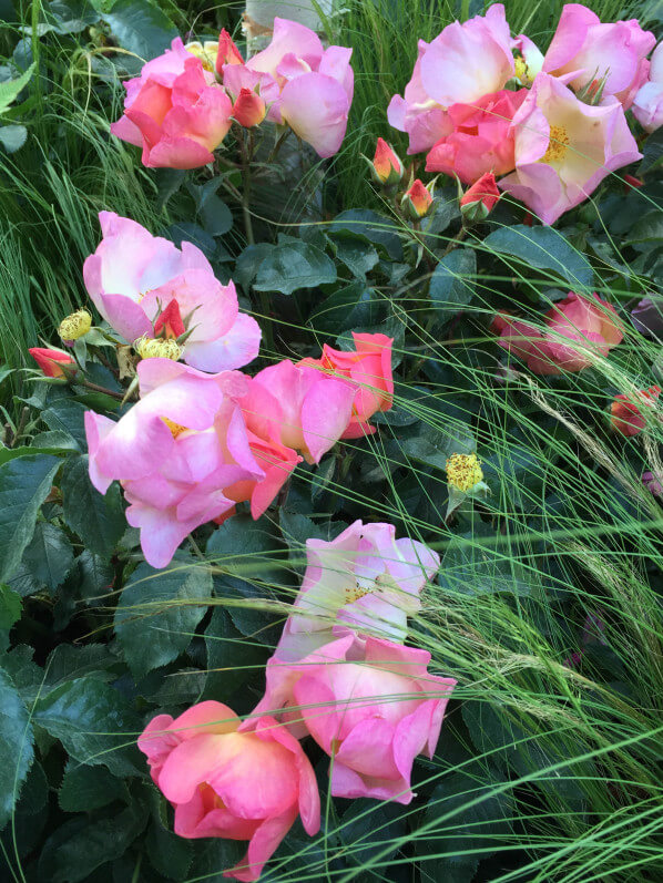 Rose Lambert Wilson, jardin éphémère de Truffaut, Jardins Jardin aux Tuileries, Paris 1er (75)