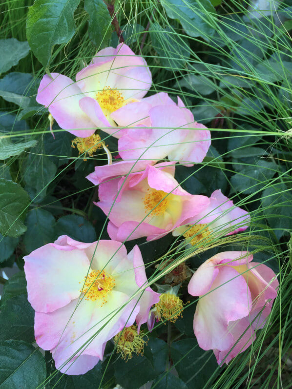 Rose Lambert Wilson, jardin éphémère de Truffaut, Jardins Jardin aux Tuileries, Paris 1er (75)