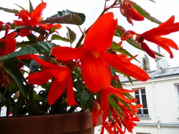 Bégonia tubéreux Encanto Orange en suspension sur mon balcon parisien, Paris 19e (75)