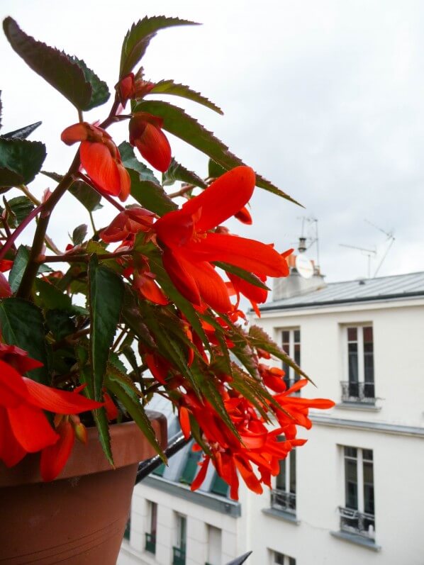 Bégonia tubéreux Encanto Orange en suspension sur mon balcon parisien, Paris 19e (75)
