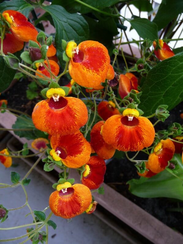 Calcéolaire 'Calynopsis' en pot sur mon balcon parisien, Paris 19e (75)