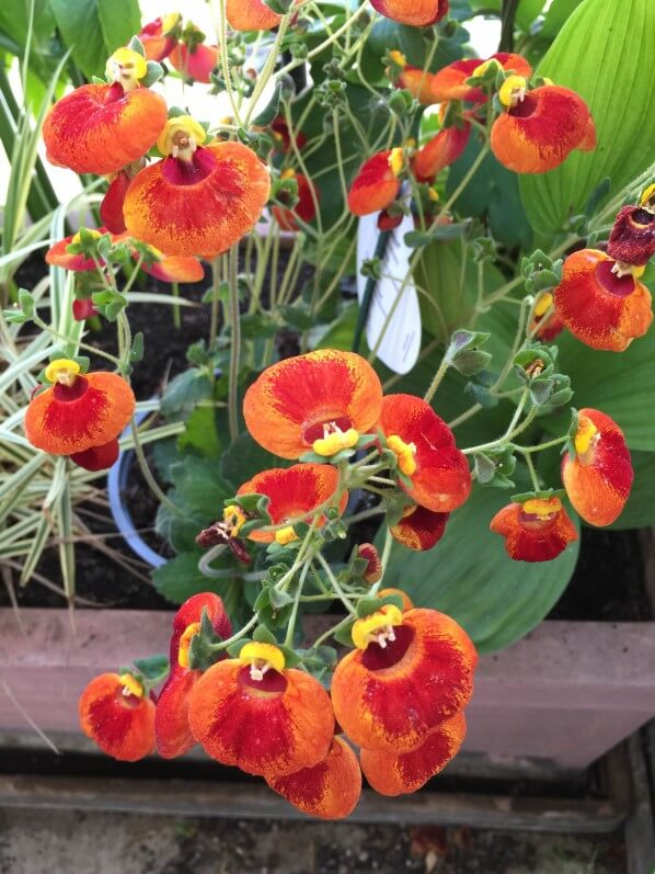 Calcéolaire 'Calynopsis' en pot sur mon balcon parisien, Paris 19e (75)