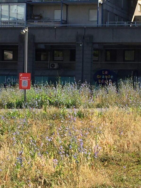 Chicorée sauvage (Cichorium intybus) en fleur dans le parc de la Villette en été, Paris 19e (75)