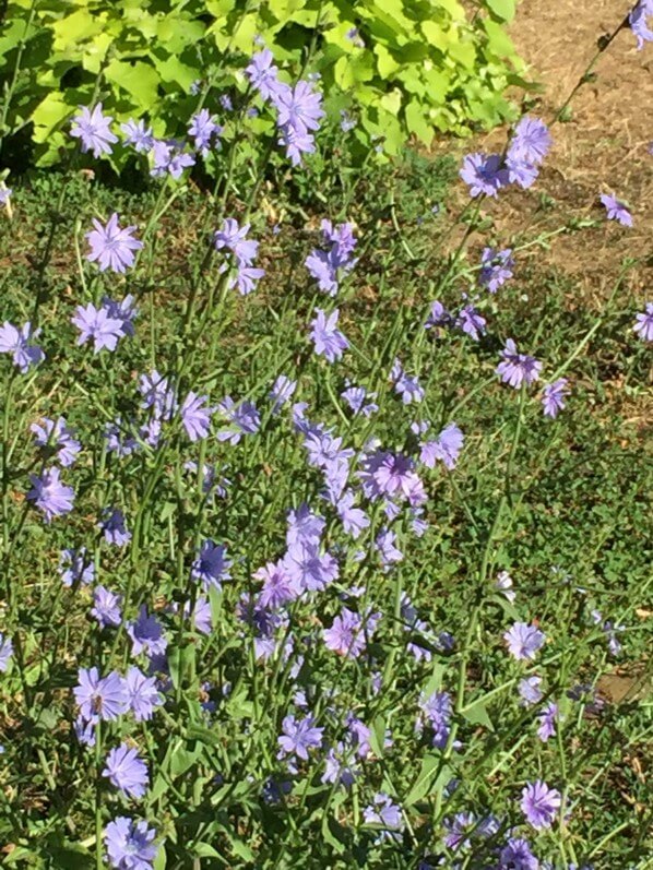 Chicorée sauvage (Cichorium intybus) en fleur dans le parc de la Villette en été, Paris 19e (75)