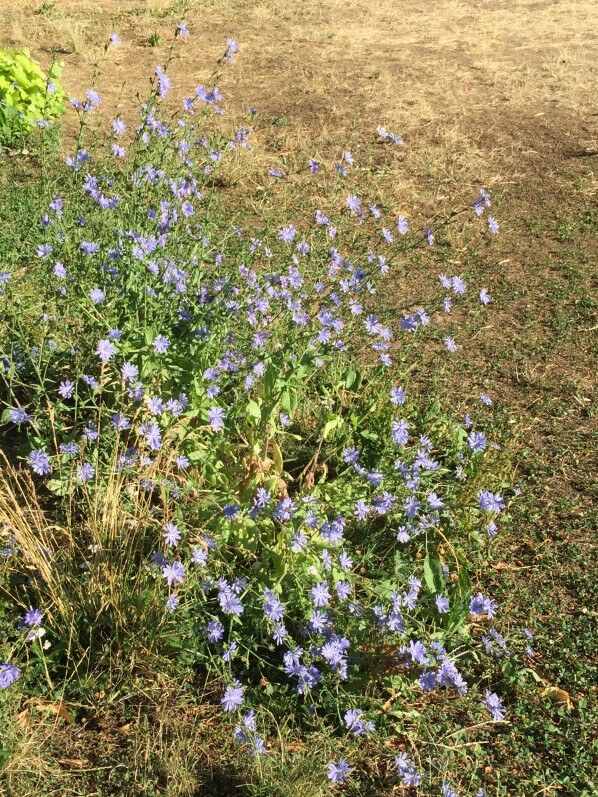 Chicorée sauvage (Cichorium intybus) en fleur dans le parc de la Villette en été, Paris 19e (75)