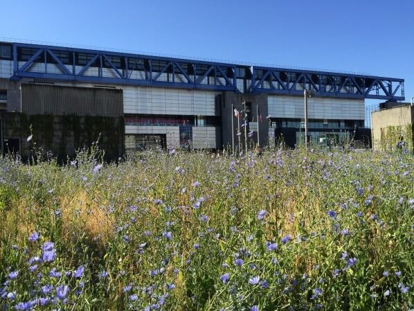 Chicorée sauvage (Cichorium intybus) en fleur dans le parc de la Villette en été, Paris 19e (75)